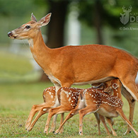 National Deer Association